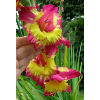Different Gladiolus Flower